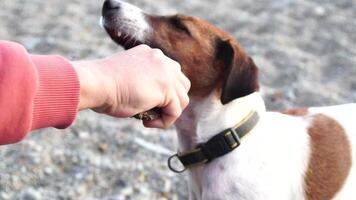Cute senior Fox Terrier puppy fetching a stick on the beach. Handsome man and his dog playing fetch at the beach on sunset. Close up, Slow motion video