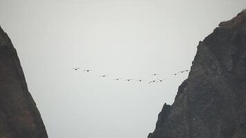 cormorões rebanho vôo dentro formação para Salve  energia. rebanho do ótimo cormorões - falacrocorax carboidrato. escola do Preto migratório pássaros moscas dentro nublado céu sobre a mar ao longo a costa. lento movimento. video