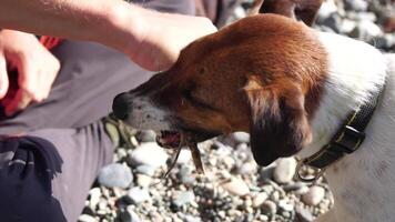 Cute senior Fox Terrier puppy fetching a stick on the beach. Handsome man and his dog playing fetch at the beach on sunset. Slow motion video