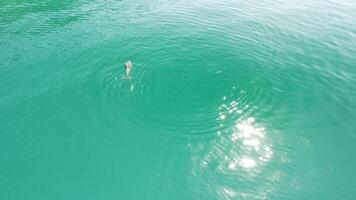 Aerial view of the dolphins slowly swimming in crystal clear calm turquoise waters. Group of endemic marine mammals migrating along coastline as seen from above. video