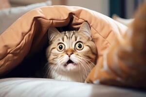 Scared Cat in a Bed photo