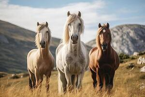 Three Horses in the Field photo