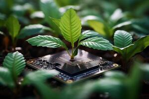 Plant growing from processor grow nature computer hardware ecology sustainable eco-friendly technology tech modern computer chip green leaves natural beauty leaf tree oxygen microchip photo