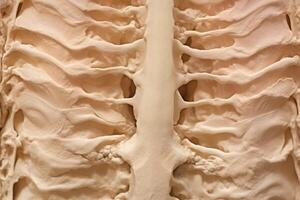 Bone tissue human skeleton under microscope cells structure medical science biology background texture magnification research structure health microbiology internal materials organs photo