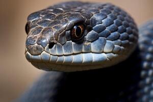 Colorful snake python cobra viper forest hiding waiting for prey rainforest jungle untouched nature predator venomous venom dangerous wildlife poisonous animal skin tail creepy african photo