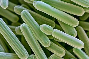 Microscopic bacteria coli infection intestinal micro germ microbe bacterium mold health organism medical treatment microorganism disease bacillus pathogen illness microbiology research photo