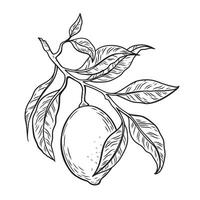 Line drawing of a lemon branch with leaves. vector