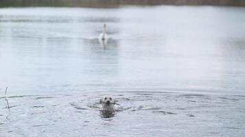 A dog swims in a lake from a swan video