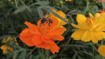 Close up view of Bee collecting honey from flower in forest video