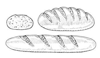 Bread Set hand drawn illustration. Baguette and slice of loaf sketch drawing. Vintage white and black line art on background. Food clipart for graphic design. Bakery elements for shop windows vector