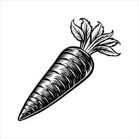Carrot Art and Illustration vector