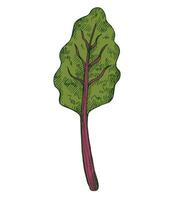 Chard hand drawn plant on isolated background. Mangold lettuce, vegetarian engraved vegetable food. Swiss chard leaves for card, design menu, wrapping, sign, logo, recipes, paper vector