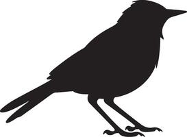 Bulbul Bird Silhouette Illustration White Background vector