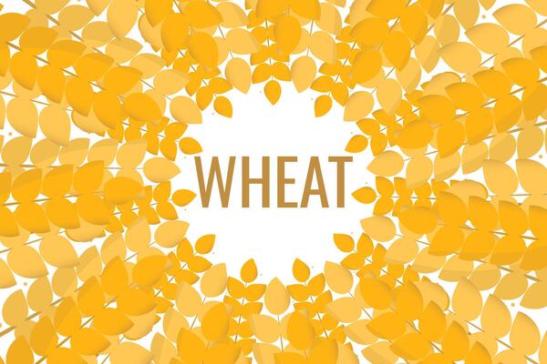 Ears of wheat border or Rye frame, wheat banner or poster
