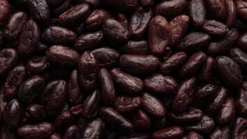 Closeup of cocoa beans background video