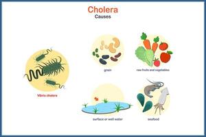 Causes of cholera in flat style vector