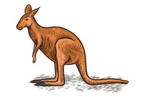 Kangaroo hand drawn illustration with color vector
