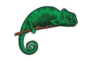 hand drawn illustration of a chameleon walking on a tree branch vector