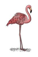 hand drawn illustration of standing flamingo vector
