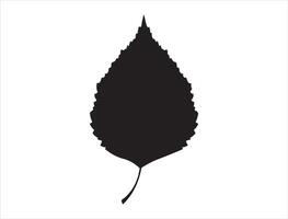 Birch leaf silhouette on white background vector