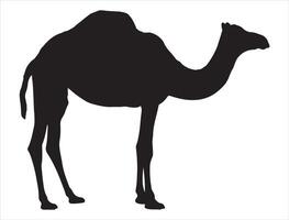 Camel silhouette on white background vector