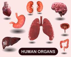 Triangulation style set. Human organs in the style of triangulation. vector