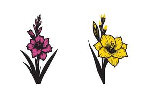 gladiolus flower color vector