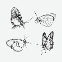 Set of butterflies with engraving drawing style. isolated background. graphic illustration. vector