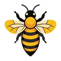 A cartoon bee with yellow and black stripes is shown in a simple, flat illustration style. It is facing the viewer with its wings spread out. vector
