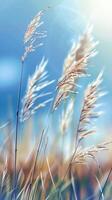 Golden Wheat Ears Dancing in the Breeze on a Sunny Day at the Fields Edge photo