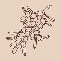 Sea buckthorn hand drawn illustration. Branch with berries, and leaves. vector
