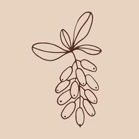 Branch with leaves and barberry. Botanical element. Hand drawn illustration in outline style. vector