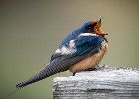 Barn Swallow perched on a post with blurred background and open mouth. photo