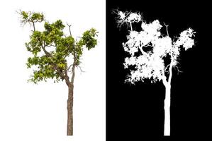 Single green tree isolated on white background with clipping path and alpha channel on black background. photo
