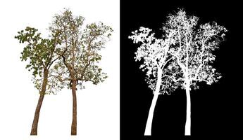 Single tree isolated on white background with clipping path and alpha channel on black background. photo