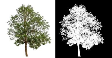 Single green tree isolated on white background with clipping path and alpha channel on black background. photo