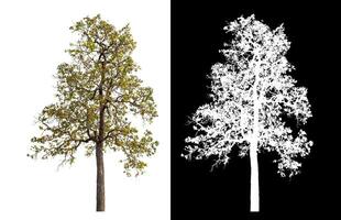 Single tree isolated on white background with clipping path and alpha channel on black background. photo