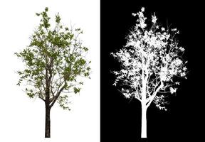 Single green tree isolated on white background with clipping path and alpha channel on black background. photo