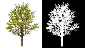 Single green tree isolated on white background with clipping path and alpha channel on black background. photo