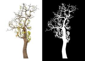 Single tree isolated on white background with clipping path and alpha channel on black background. photo