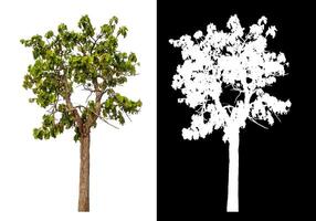 Single green tree isolated on white background with clipping path and alpha channel on black background. photo