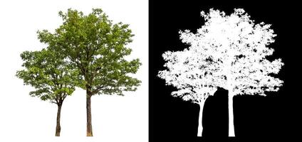 Single green tree isolated on white background with clipping path and alpha channel on black background. photo