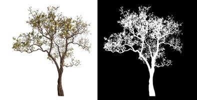 Single tree isolated on white background with clipping path and alpha channel on black background. photo