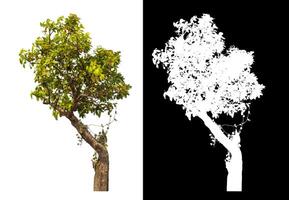 Single tree isolated on white background with clipping path and alpha channel on black background. photo
