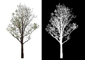 Single tree isolated on white background with clipping path and alpha channel on black background. photo