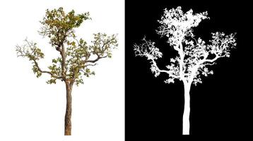 Single tree isolated on white background with clipping path and alpha channel on black background. photo