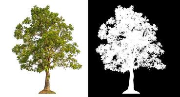 Single green tree isolated on white background with clipping path and alpha channel on black background. photo