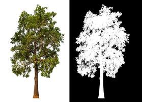 Single green tree isolated on white background with clipping path and alpha channel on black background. photo