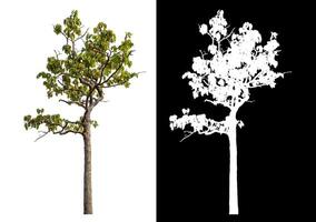 Single tree isolated on white background with clipping path and alpha channel on black background. photo