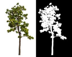 Single green tree isolated on white background with clipping path and alpha channel on black background. photo